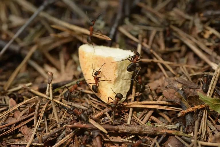 Mrówki w Mieszkaniu: Jak Skutecznie się ich Pozbyć?