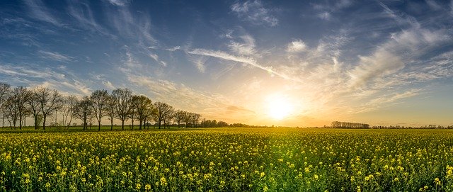 Zabiegi herbicydowe na wiosnę zboża ozime: przygotowanie zimowych plonów do wzrostu