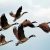 Opinie ornitologiczne w warszawie – jakie mają znaczenie?